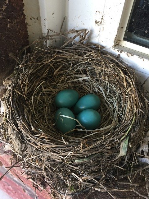 Free download Robin Eggs Nest -  free photo or picture to be edited with GIMP online image editor