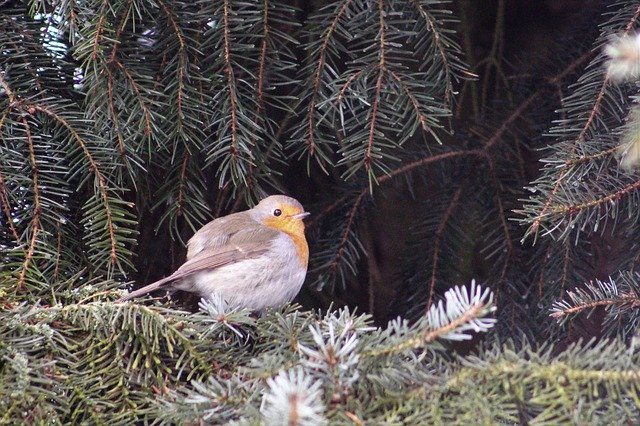 Free download Robin Fir Tree Winter -  free photo or picture to be edited with GIMP online image editor