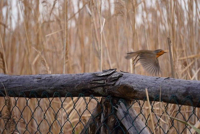 Free download robin flight marsh avian free picture to be edited with GIMP free online image editor