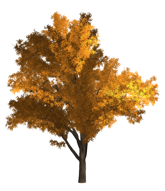 Free download Robinia Pseudoacacia Tree Black -  free illustration to be edited with GIMP free online image editor