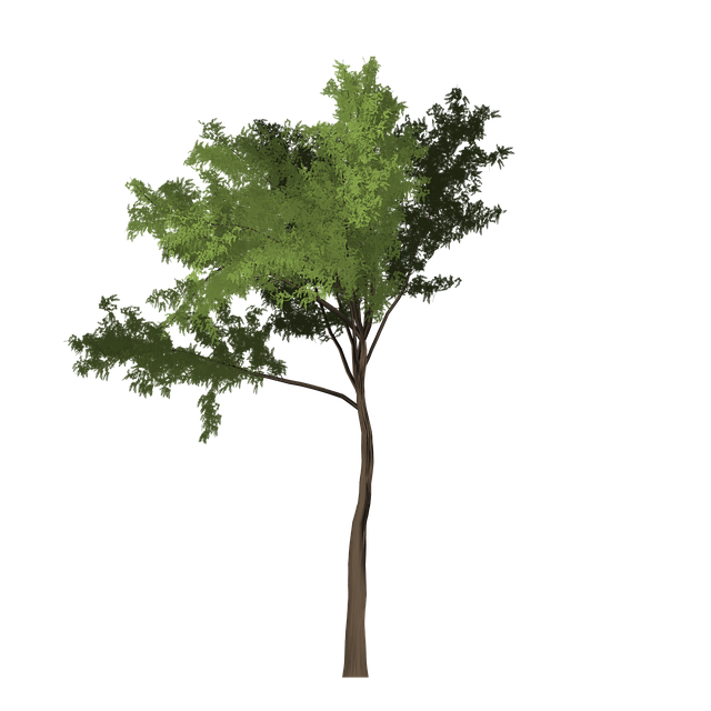 Free download Robinia Tree Green -  free illustration to be edited with GIMP free online image editor