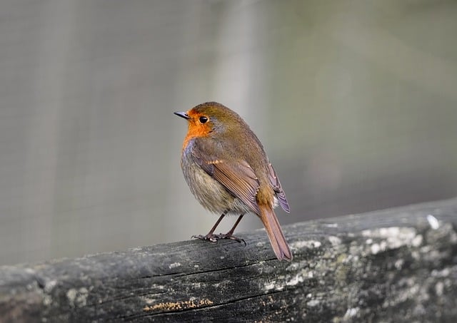 Free download robin redbreast bird perched animal free picture to be edited with GIMP free online image editor