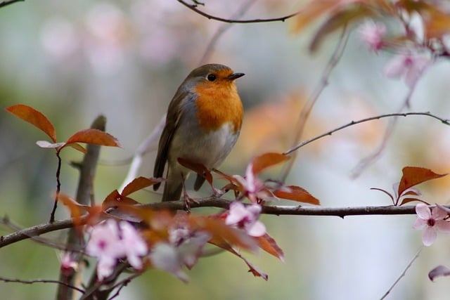 Free download robin songbird garden bird free picture to be edited with GIMP free online image editor