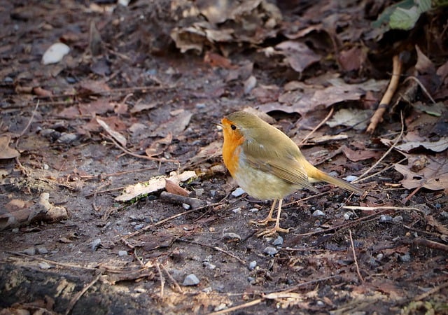 Free download robin songbird little bird free picture to be edited with GIMP free online image editor