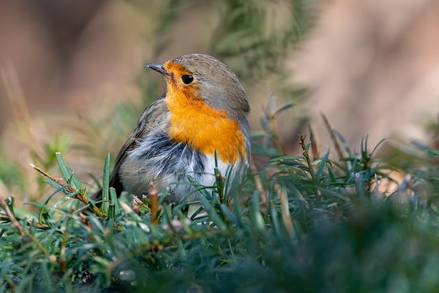 Free download robin songbird red breast wildlife free picture to be edited with GIMP free online image editor