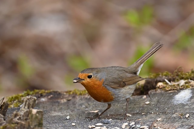 Free download robin songbird tree feed spring free picture to be edited with GIMP free online image editor