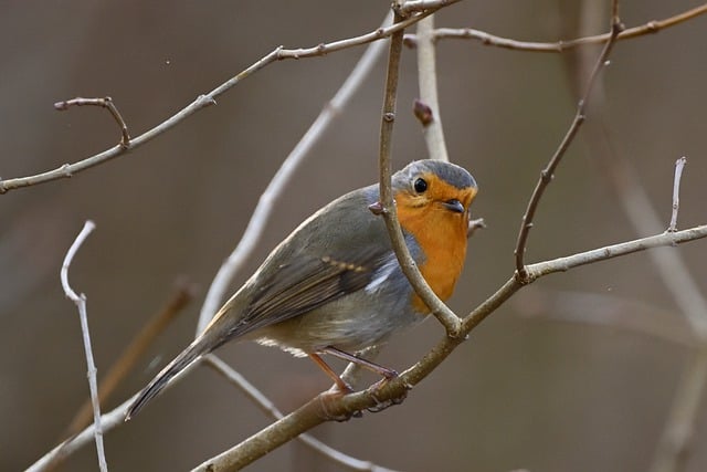 Free download robin songbird winter foraging free picture to be edited with GIMP free online image editor