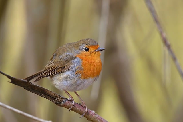 Free download robin songbird winter park bird free picture to be edited with GIMP free online image editor