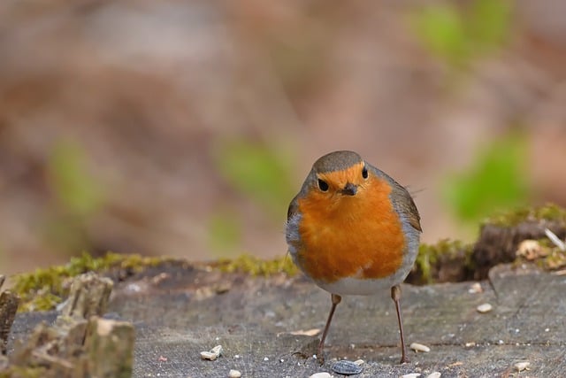 Free download robin spring songbird bird animal free picture to be edited with GIMP free online image editor