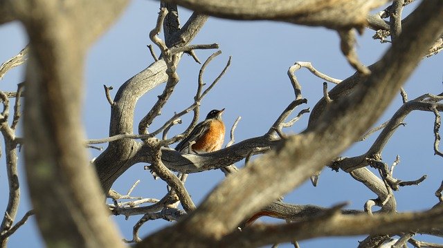 Free download Robin Tree Bird -  free photo or picture to be edited with GIMP online image editor