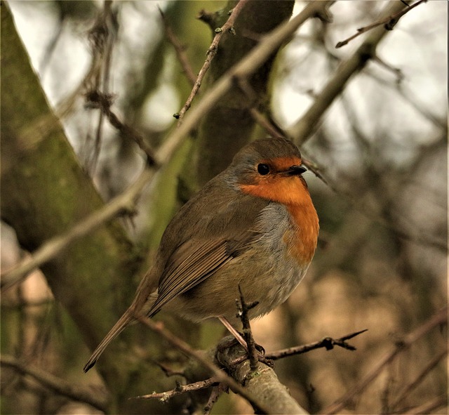 Free download Robin Wildlife Bird free photo template to be edited with GIMP online image editor