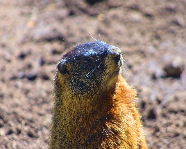 Free download Rock Chuck Yellow-Bellied Marmot -  free photo or picture to be edited with GIMP online image editor