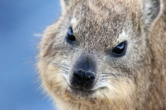 Free download rock hyrax dassie cape hyrax free picture to be edited with GIMP free online image editor