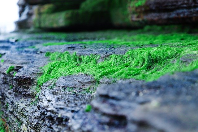 تنزيل مجاني Rock Moss Moist Igneous - صورة أو صورة مجانية لتحريرها باستخدام محرر الصور عبر الإنترنت GIMP