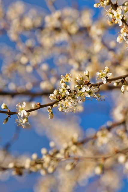 Free download rock pear zweig ornamental tree free picture to be edited with GIMP free online image editor