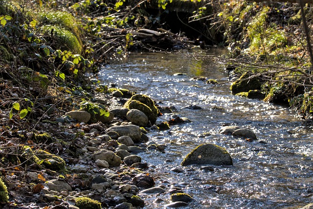 Free download rocks stream forest reflection free picture to be edited with GIMP free online image editor