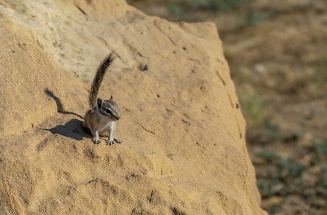 Free download rodent chipmunk mammal rock animal free picture to be edited with GIMP free online image editor