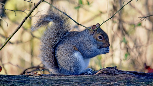 Free download rodent squirrel grey squirrel free picture to be edited with GIMP free online image editor