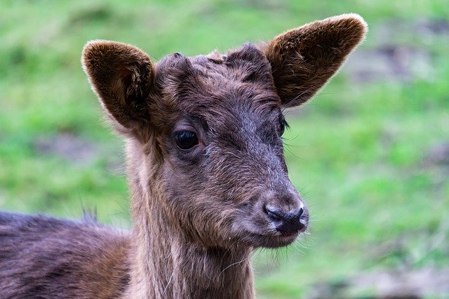 Descărcare gratuită Roe Deer Animal Forest Fallow - fotografie sau imagini gratuite pentru a fi editate cu editorul de imagini online GIMP