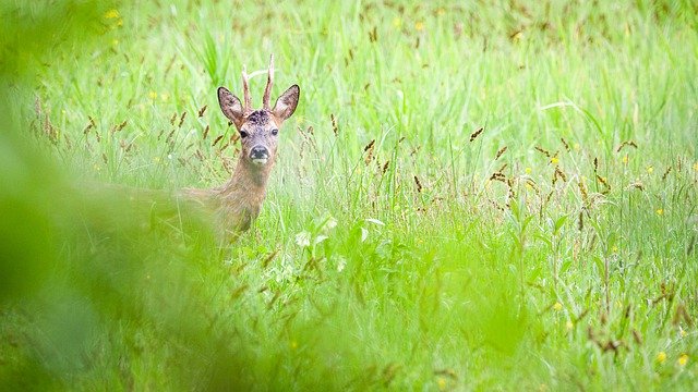 Free download Roe Deer Animals Sauvage -  free photo or picture to be edited with GIMP online image editor