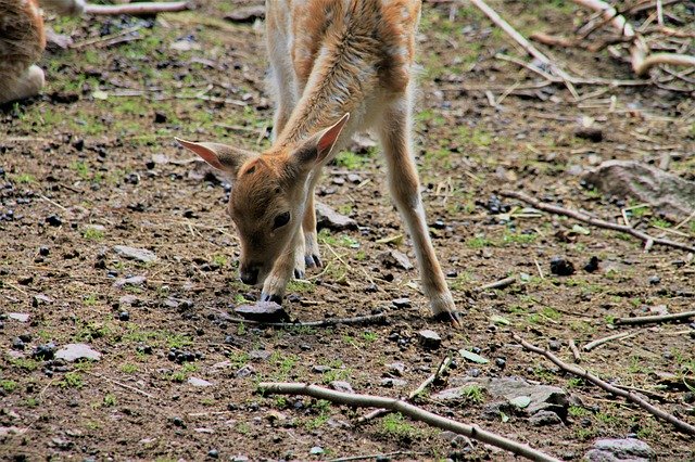 Free download Roe Deer Fawn Forest -  free photo or picture to be edited with GIMP online image editor