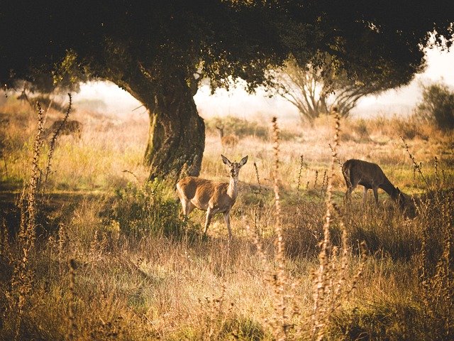 Free download Roe Deer Fog Mood -  free photo or picture to be edited with GIMP online image editor