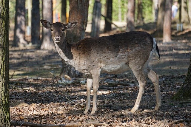 Free download Roe Deer Forest Nature -  free photo or picture to be edited with GIMP online image editor