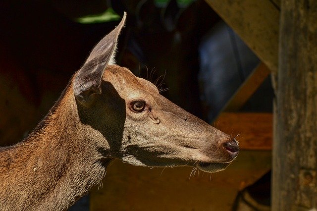 Free download Roe Deer Head Wild -  free photo or picture to be edited with GIMP online image editor