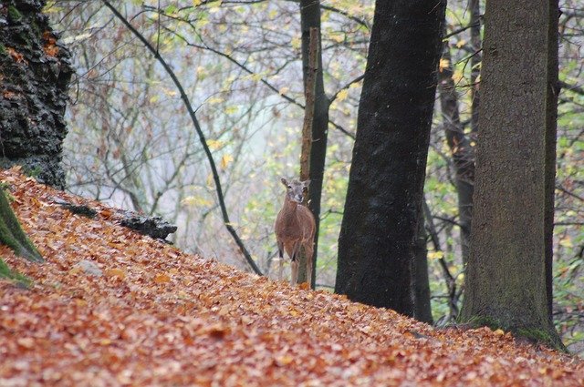 Free download Roe Deer Red Wild -  free photo or picture to be edited with GIMP online image editor