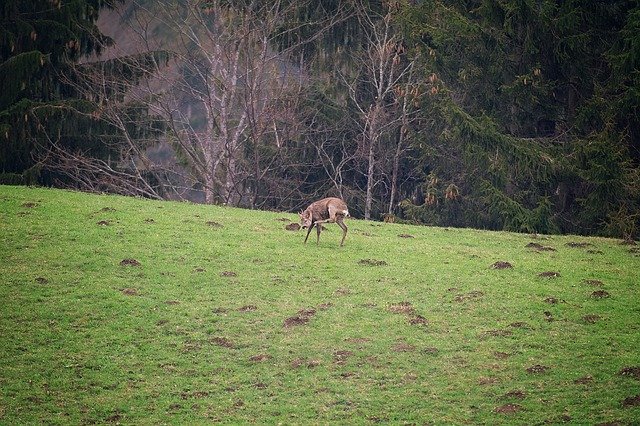 Free download Roe Deer Wild Red Animal -  free photo or picture to be edited with GIMP online image editor