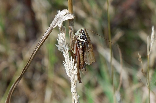 Free download RoeselSmeadowbush-Cricket Cricket -  free photo or picture to be edited with GIMP online image editor