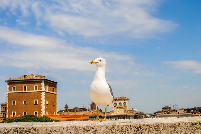 Free download Rome Bird Italy -  free photo or picture to be edited with GIMP online image editor