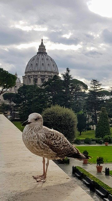 Free download Rome Italy Seagull -  free photo or picture to be edited with GIMP online image editor