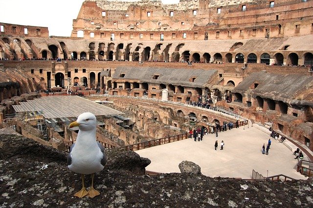 Free download Rome The Coliseum Seagull -  free photo or picture to be edited with GIMP online image editor