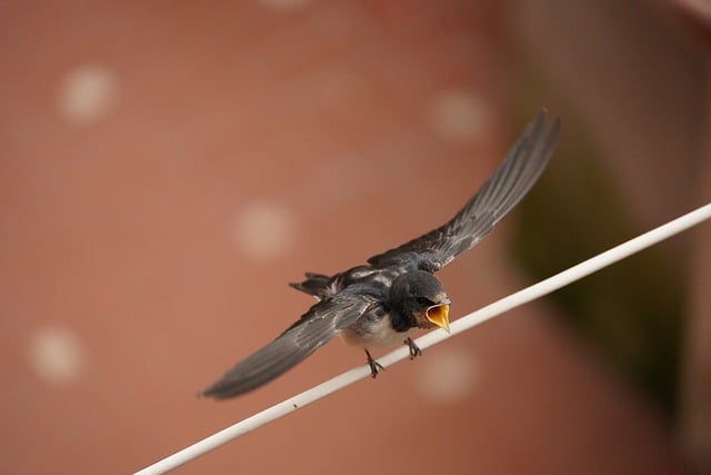 Free download rondine swallow bird animal wings free picture to be edited with GIMP free online image editor