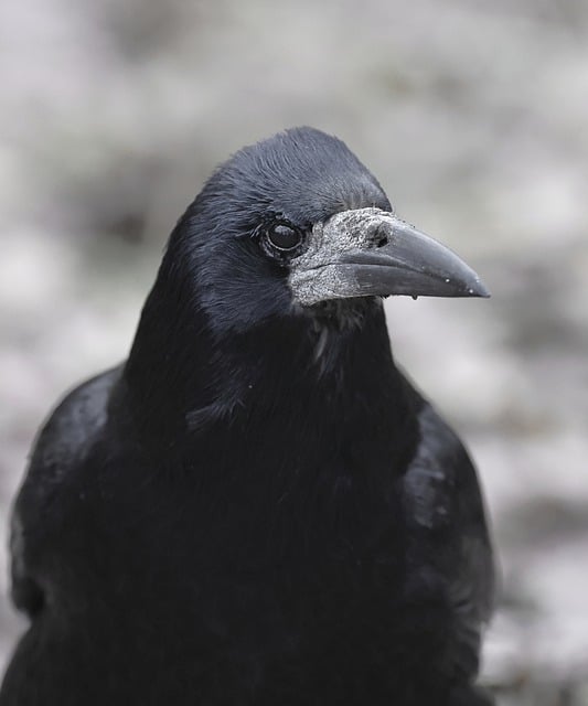 Free download rook bird animal wildlife corvidae free picture to be edited with GIMP free online image editor