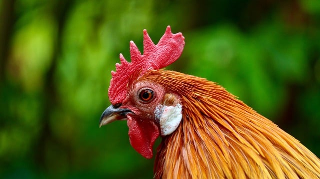 Free download rooster chicken bird animal zoo free picture to be edited with GIMP free online image editor