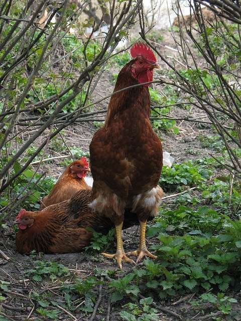 Free download Rooster Chicken Birds -  free photo or picture to be edited with GIMP online image editor