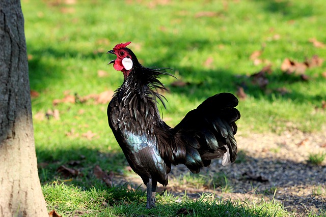 Free download rooster cock beak plumage free picture to be edited with GIMP free online image editor