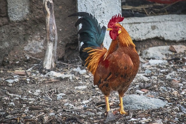 Free download rooster pens corral birds animal free picture to be edited with GIMP free online image editor