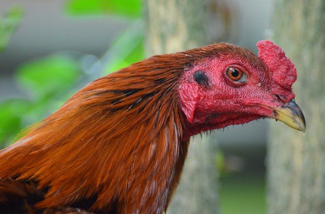 Free download Rooster Red Pet -  free photo or picture to be edited with GIMP online image editor