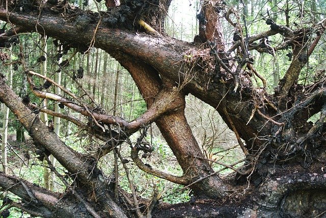 Free download Root Destroyed Uprooted -  free photo or picture to be edited with GIMP online image editor