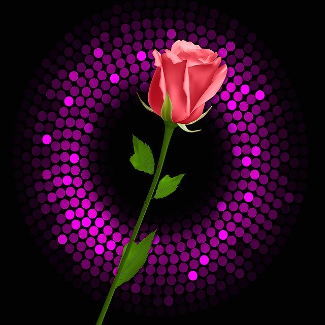 Free download Rosa Black Background Flash -  free illustration to be edited with GIMP free online image editor