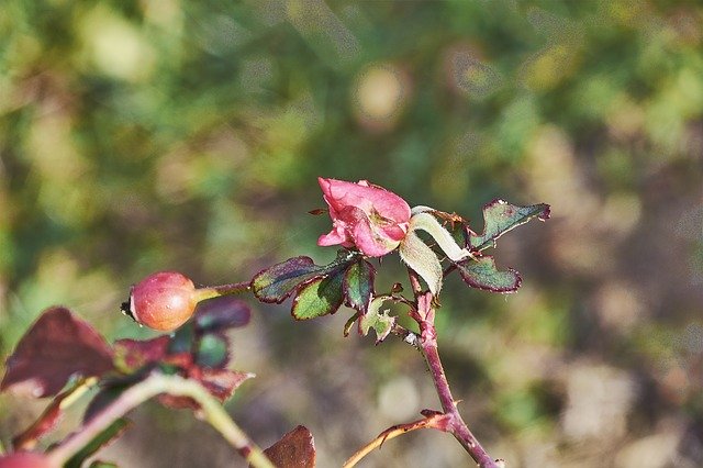 Free download Rosa Garden Flower -  free photo or picture to be edited with GIMP online image editor