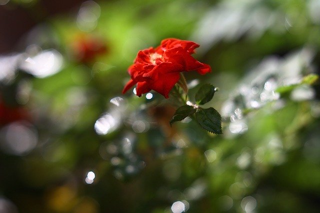 Free download Rosa Nature Red -  free photo or picture to be edited with GIMP online image editor