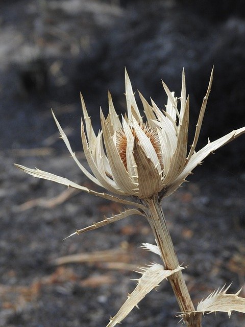 Free download Rosa Volcano Eryngium -  free photo or picture to be edited with GIMP online image editor