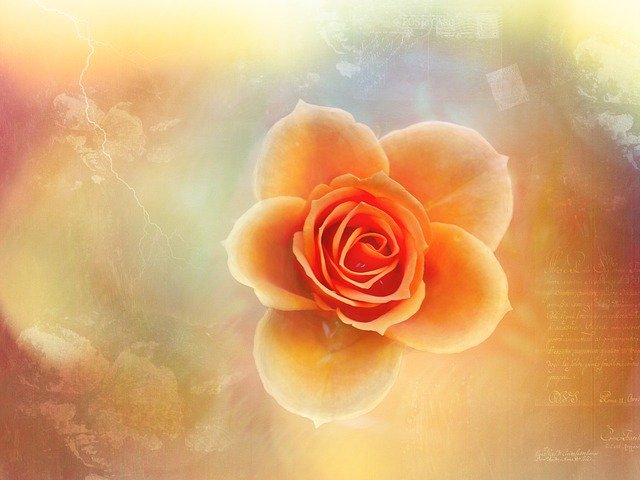 Free download Rose Artistically Creativity -  free illustration to be edited with GIMP free online image editor