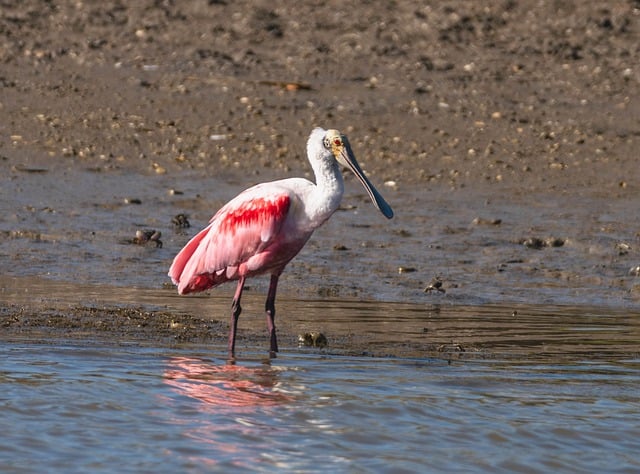 Free download roseate spoonbill waterfowl wildlife free picture to be edited with GIMP free online image editor