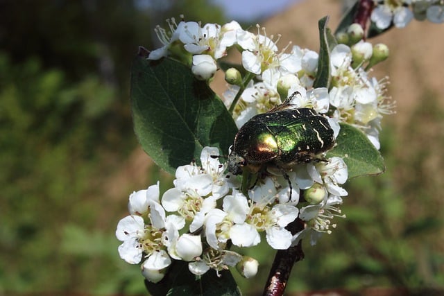 Free download rose beetle beetle insect free picture to be edited with GIMP free online image editor