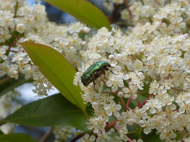 Free download Rose Beetle Laurel Blossom -  free photo or picture to be edited with GIMP online image editor